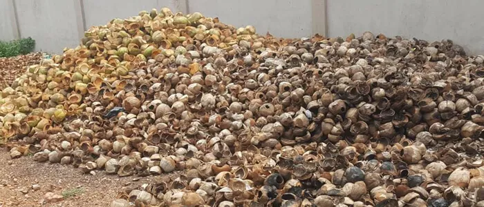 coconut shell for carbonizing